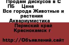 Продам дискусов в С-ПБ. › Цена ­ 3500-4500 - Все города Животные и растения » Аквариумистика   . Пермский край,Краснокамск г.